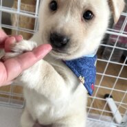 保健所引出し、人が大好きな野犬の子♂武蔵くん
