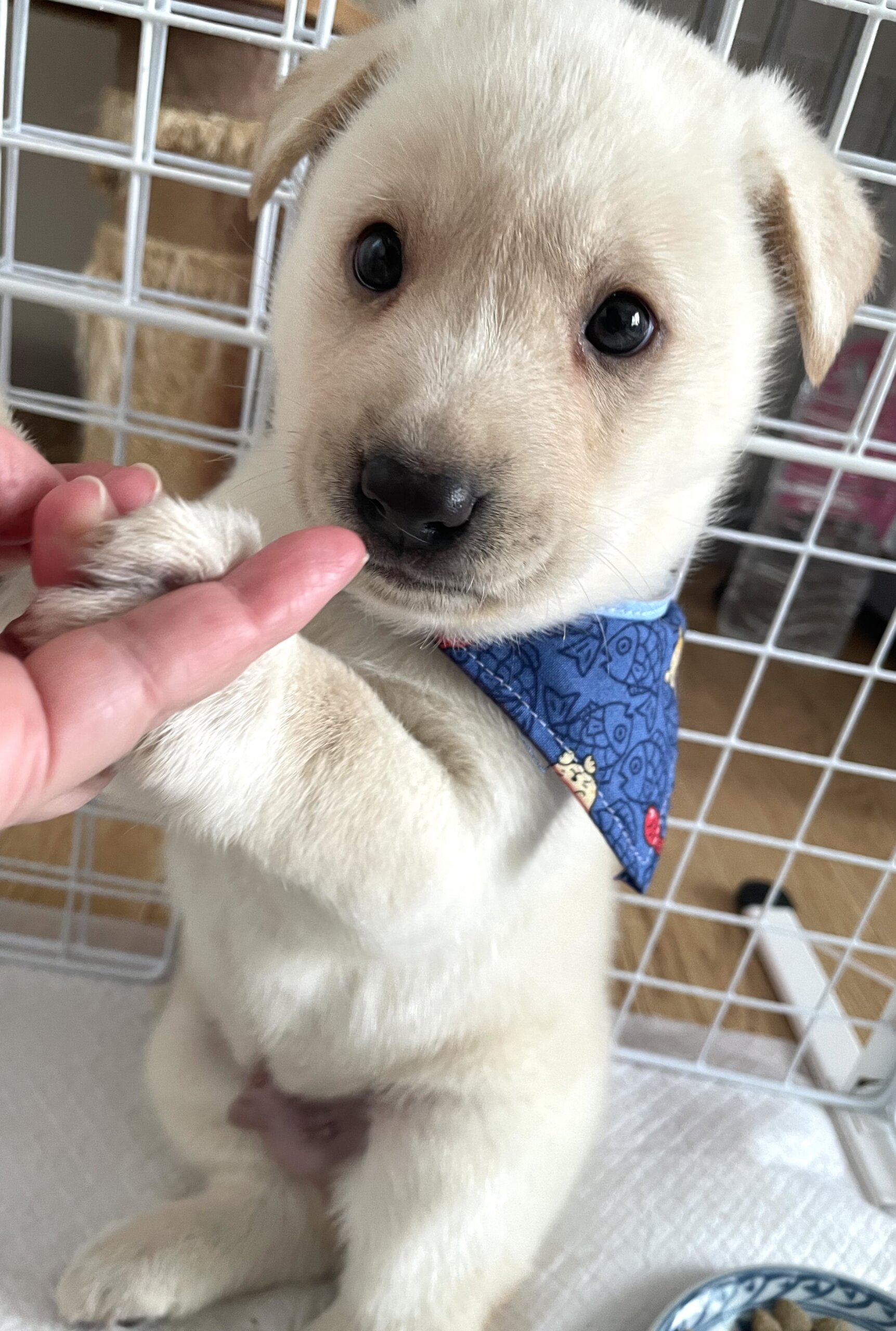 保健所引出し、人が大好きな野犬の子♂武蔵くん