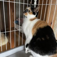 変わった模様の三毛猫ちゃん。なかなかご縁に恵まれません