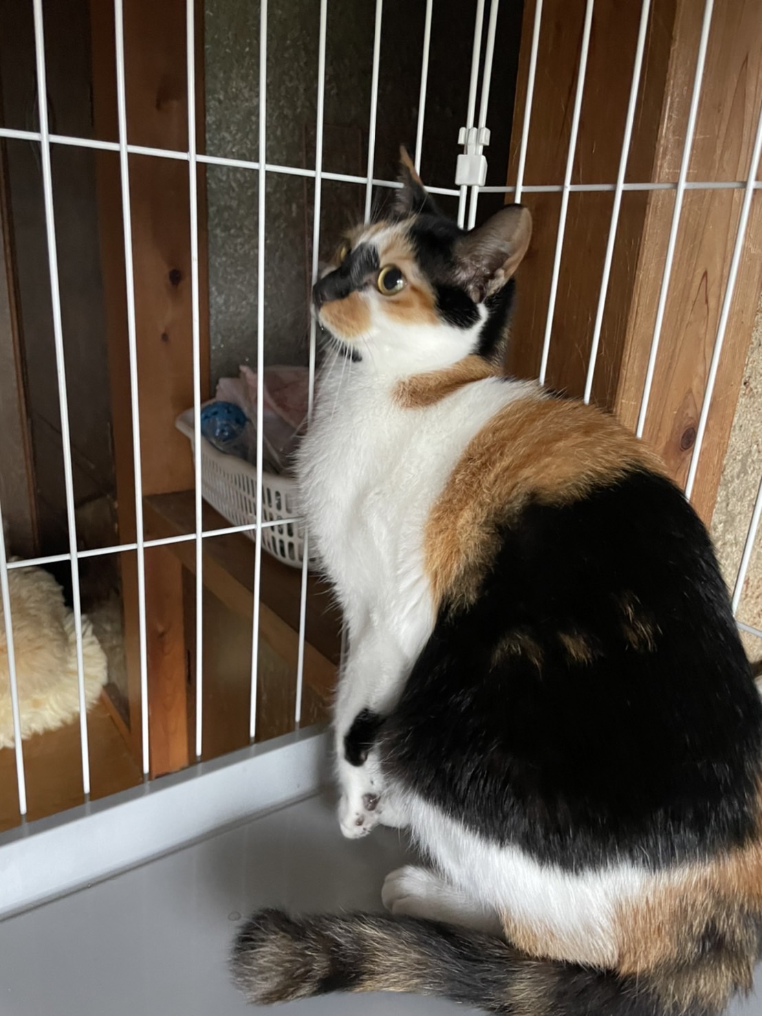 変わった模様の三毛猫ちゃん。なかなかご縁に恵まれません