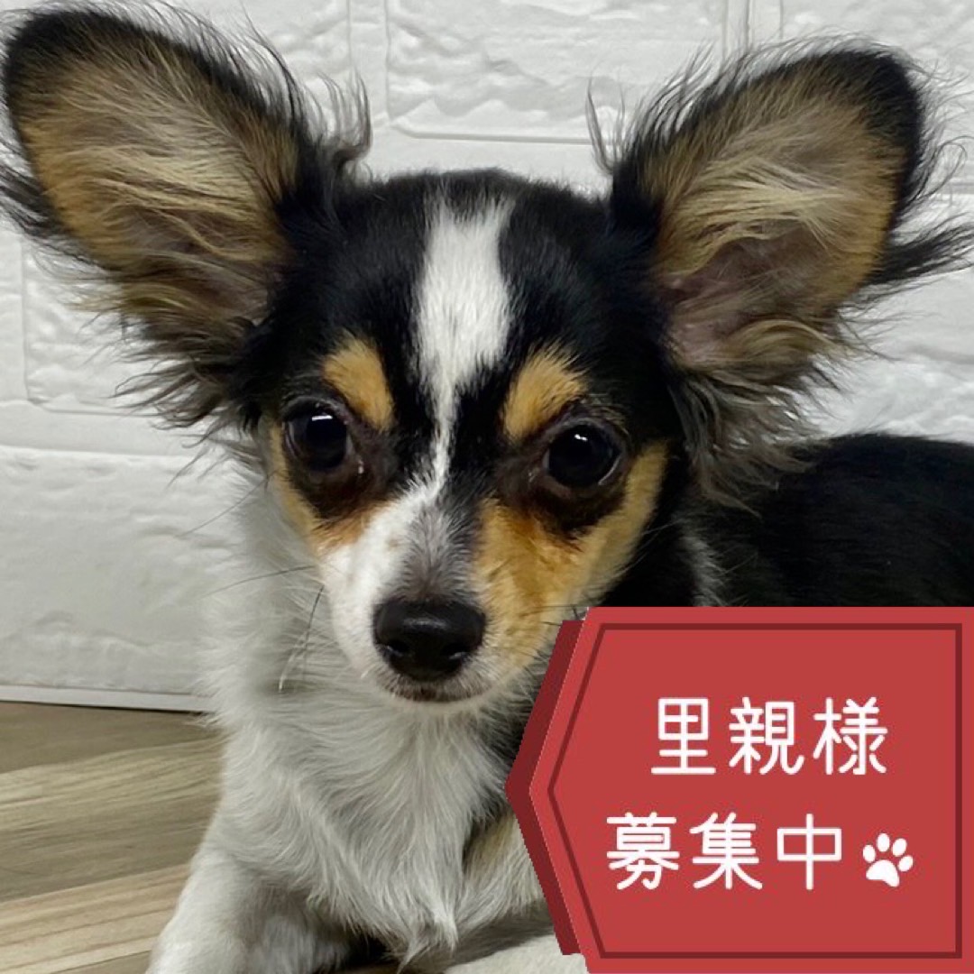 ★生後4ヶ月の好奇心旺盛な女の子★