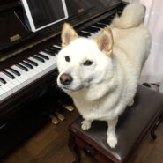 無事に里親さんの元に！預けられました。３歳柴犬　引越しのために譲渡することに・・・