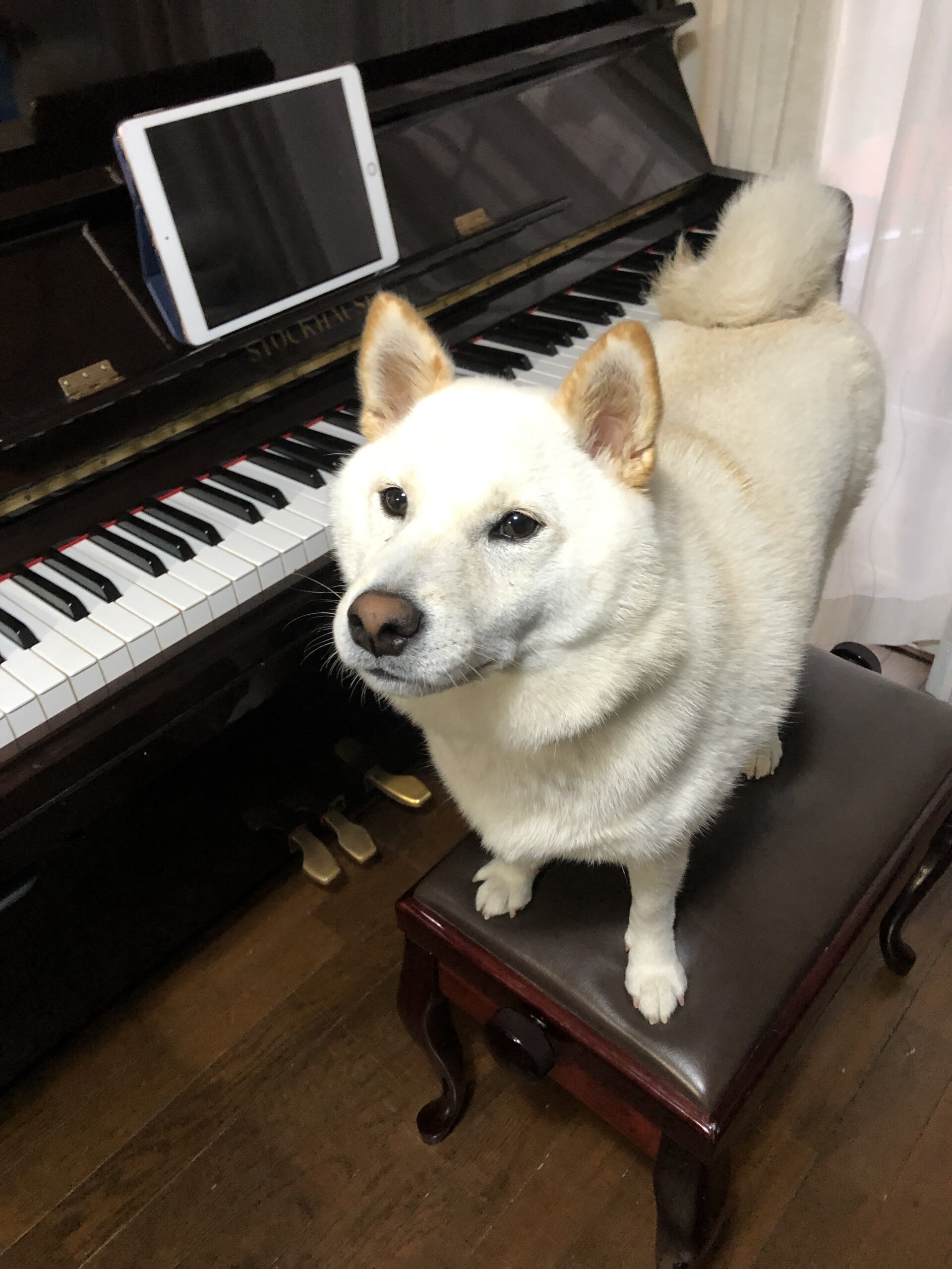 無事に里親さんの元に！預けられました。３歳柴犬　引越しのために譲渡することに・・・