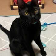 里親決まりました！人馴れ抜群の黒猫