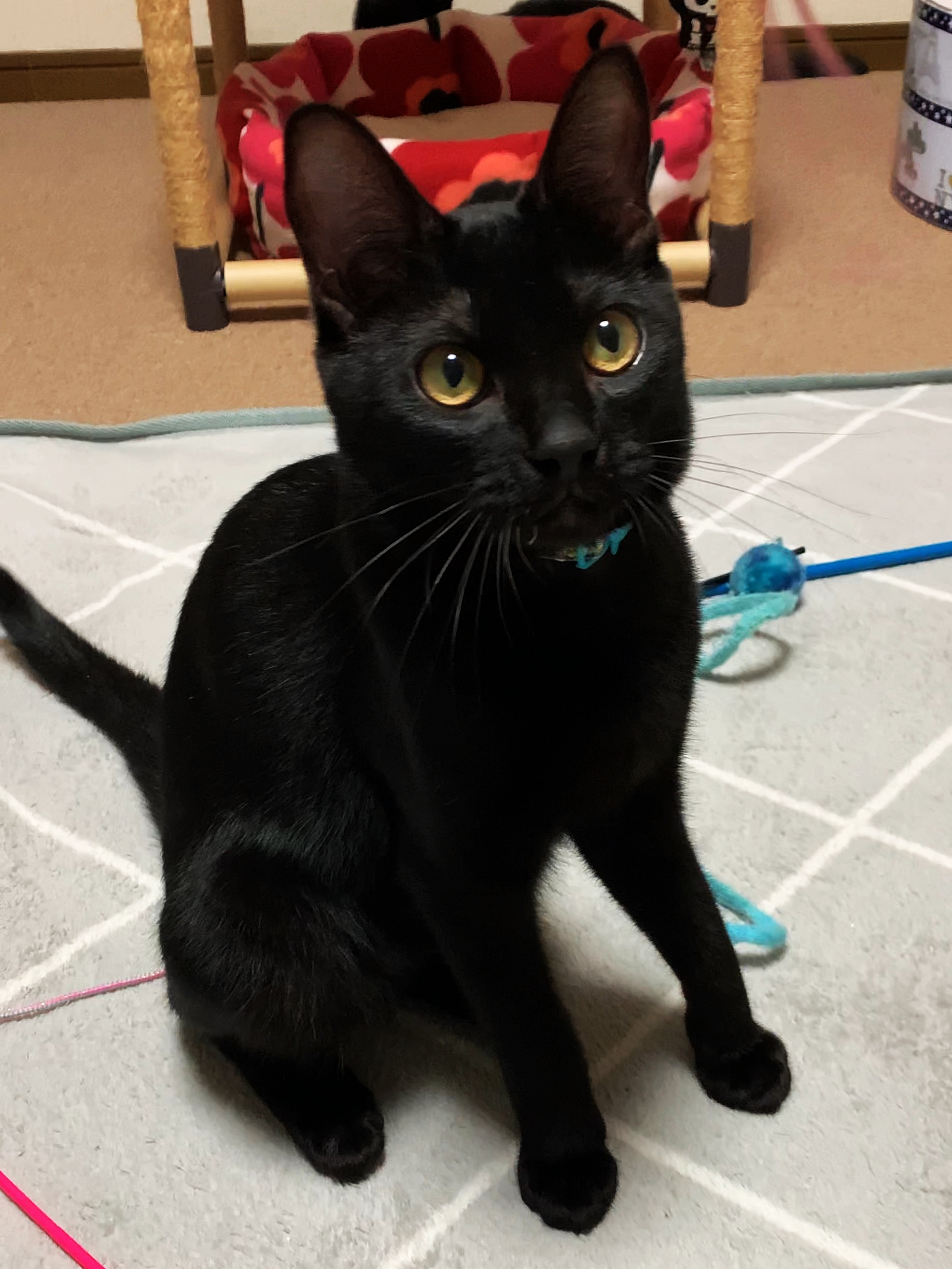 里親決まりました！人馴れ抜群の黒猫