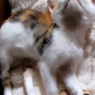 生後1年半の猫（女の子）