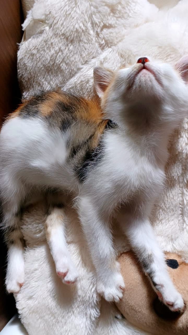 生後1年半の猫（女の子）