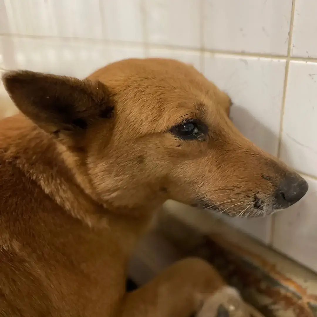 この子は山口県の保護団体さんにいます。助けて下さい