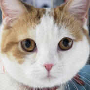 15匹ねこねこ譲渡会★愛知県みよし市