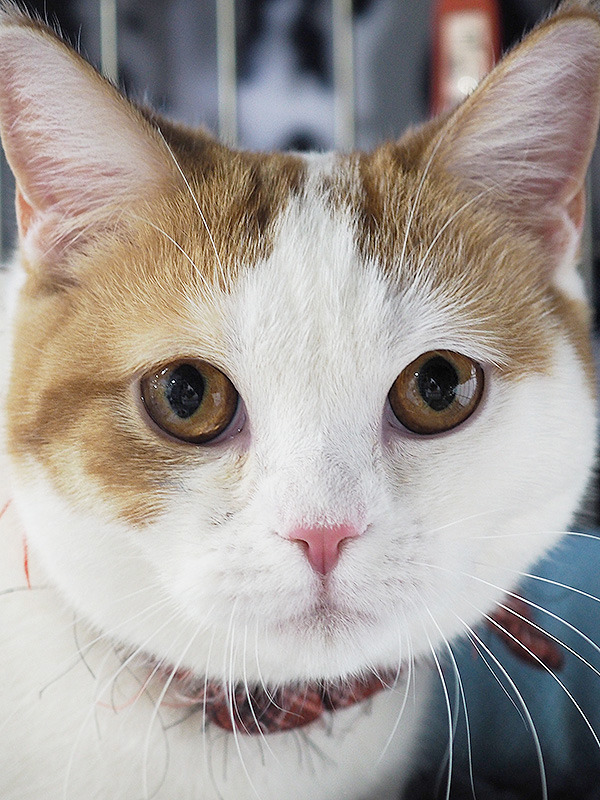 15匹ねこねこ譲渡会★愛知県みよし市