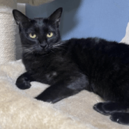 黒猫だけとヒゲは真っ白！穏やか美美ちゃん