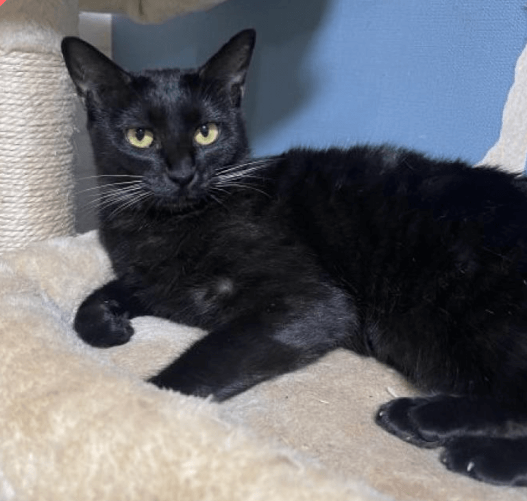 黒猫だけとヒゲは真っ白！穏やか美美ちゃん