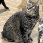 シッポがボブテイルさん♪穏やかな甘えん坊