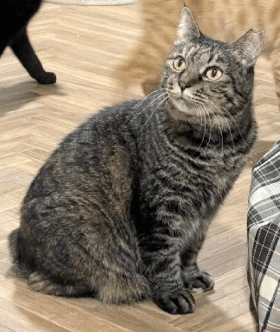 シッポがボブテイルさん♪穏やかな甘えん坊