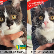 子猫2匹含む14匹！！春の猫まつり！！
