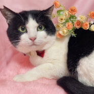 でかっ！７キロのハチワレ『のりまき』３歳