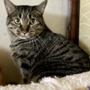 大人しい性格ツンデレ姫　しのちゃん　