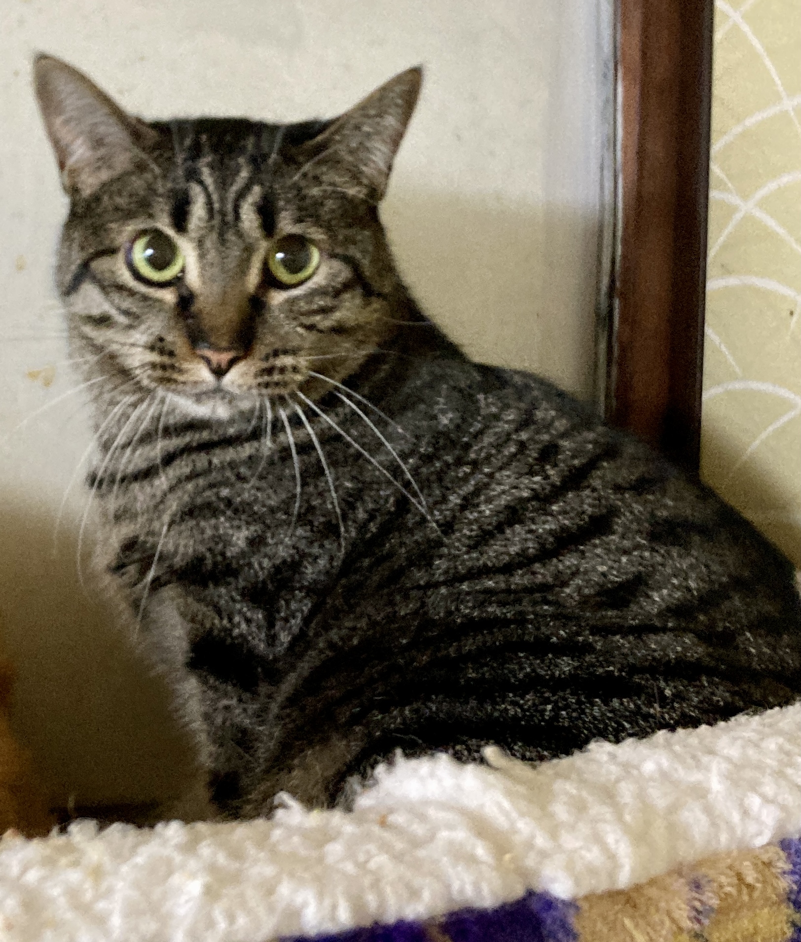 大人しい性格ツンデレ姫　しのちゃん　