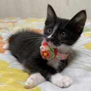 ママのお蔭でスクスク育った４兄妹　メイちゃん