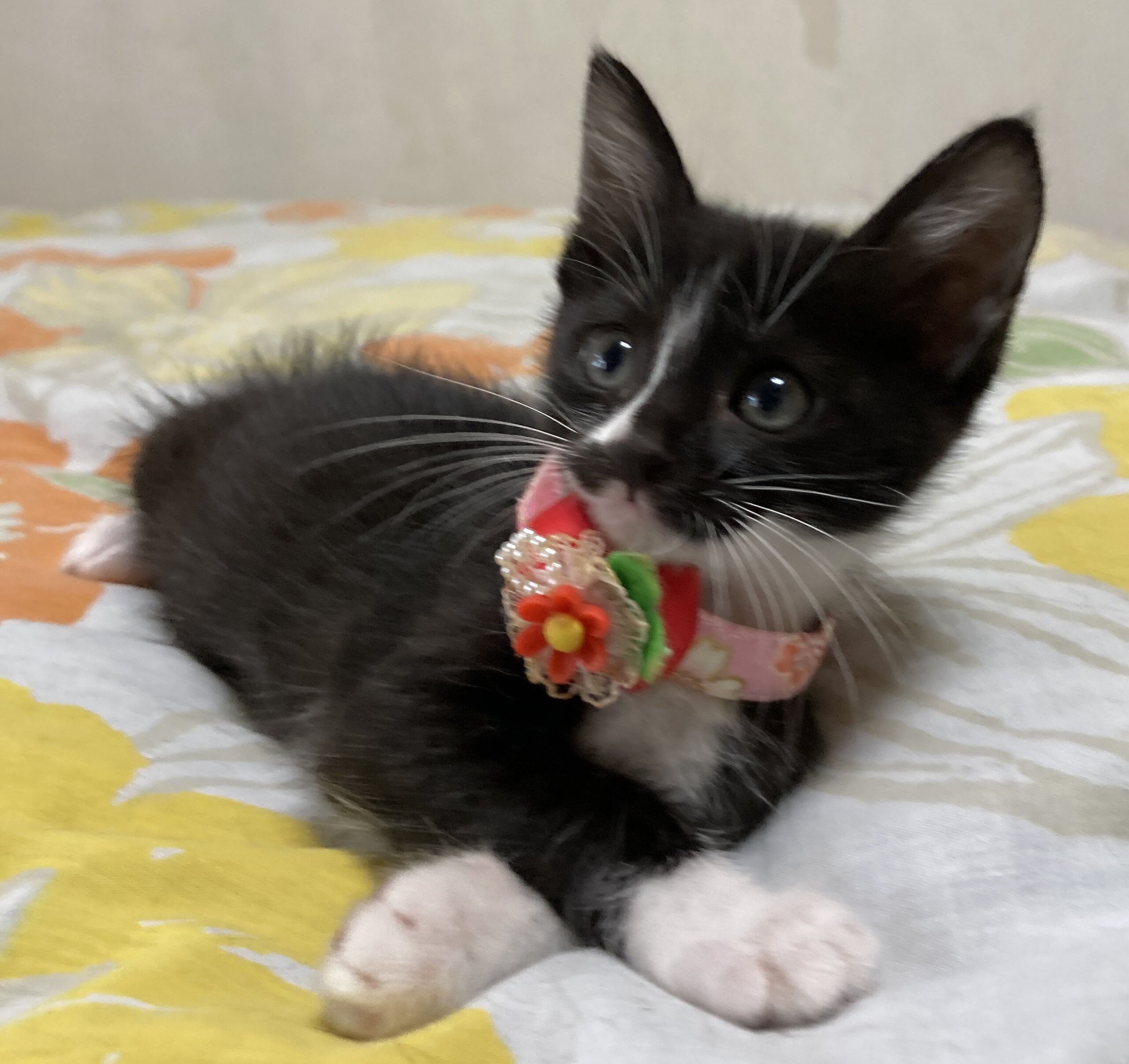 ママのお蔭でスクスク育った４兄妹　メイちゃん