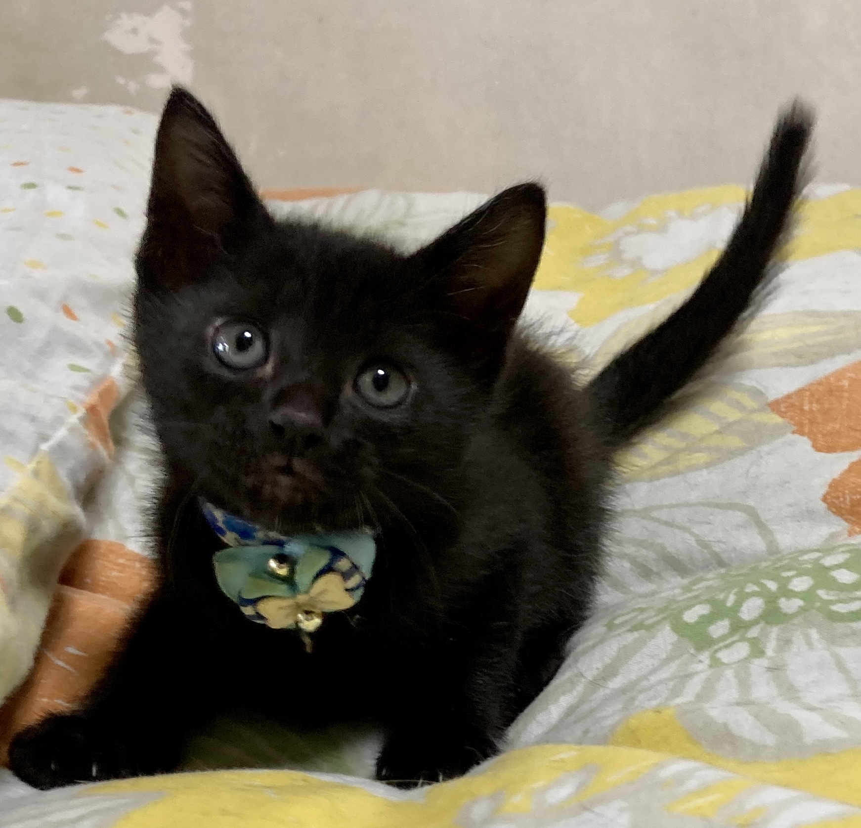 ママのお蔭でスクスク育った４兄妹　ムーンくん