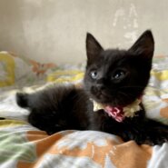 ママのお蔭でスクスク育った４兄妹　ミロちゃん