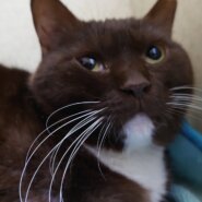 お顔や頭をたくさんなでてほしい・甘えん坊の２才のモカちゃん