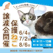 保護ねこの家譲渡会 in 天王寺
