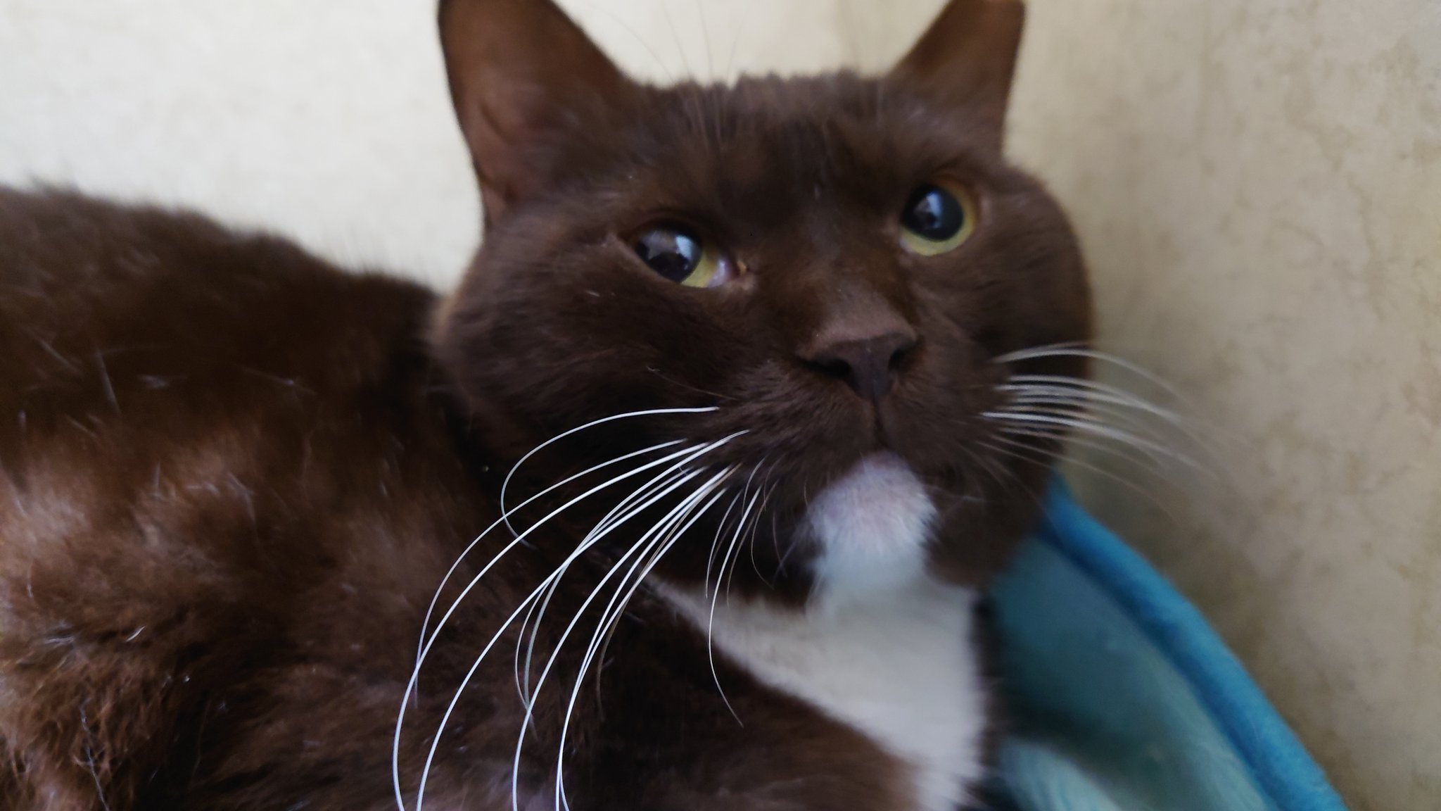 お顔や頭をたくさんなでてほしい・甘えん坊の２才のモカちゃん