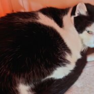 見返り美猫？富士山型のはちわれです・奥ゆかしい６才のミミちゃん