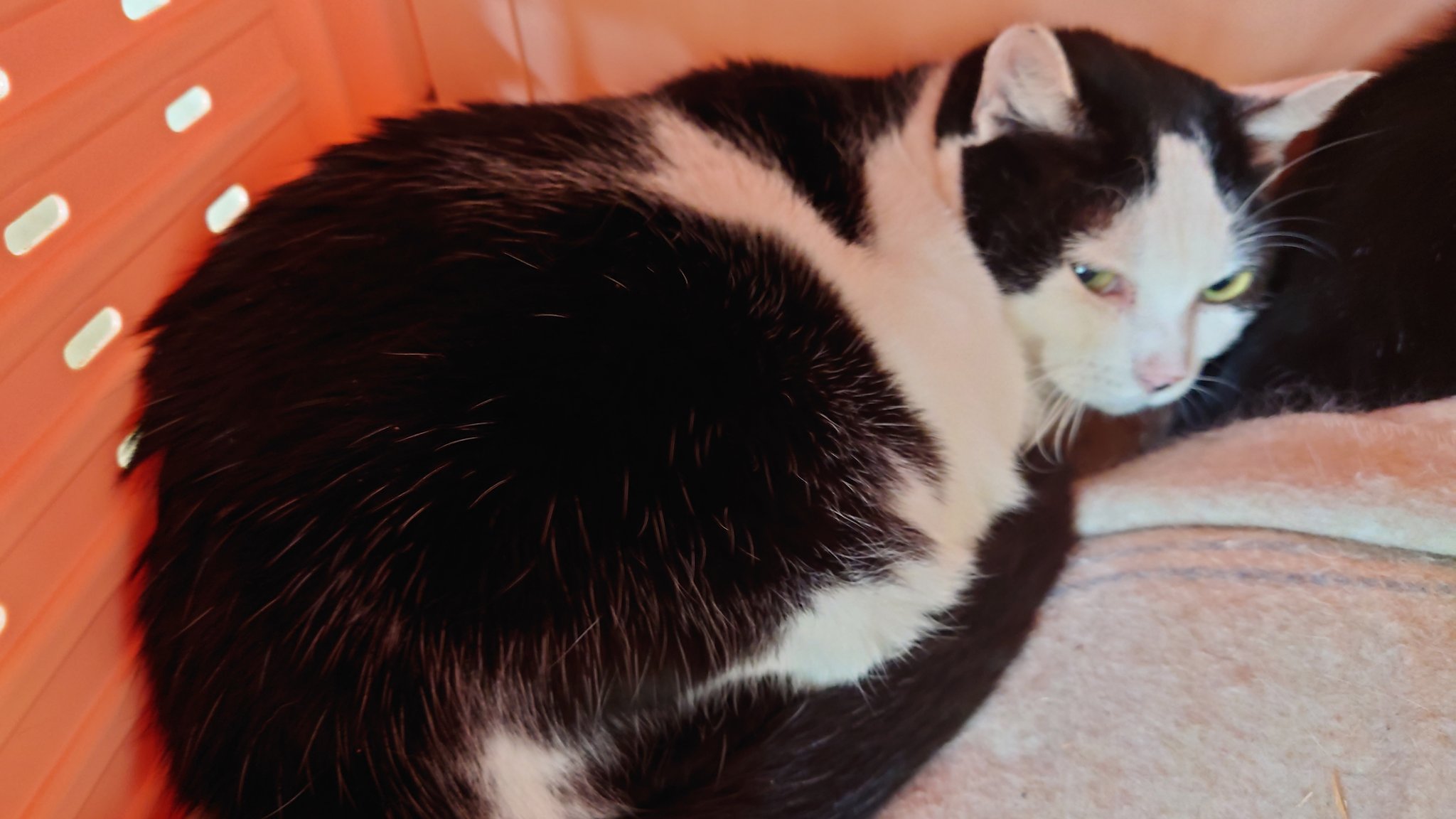 見返り美猫？富士山型のはちわれです・奥ゆかしい６才のミミちゃん