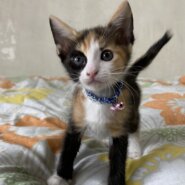 レッグウォーマー模様がチャームポイント♪４兄妹モネちゃん