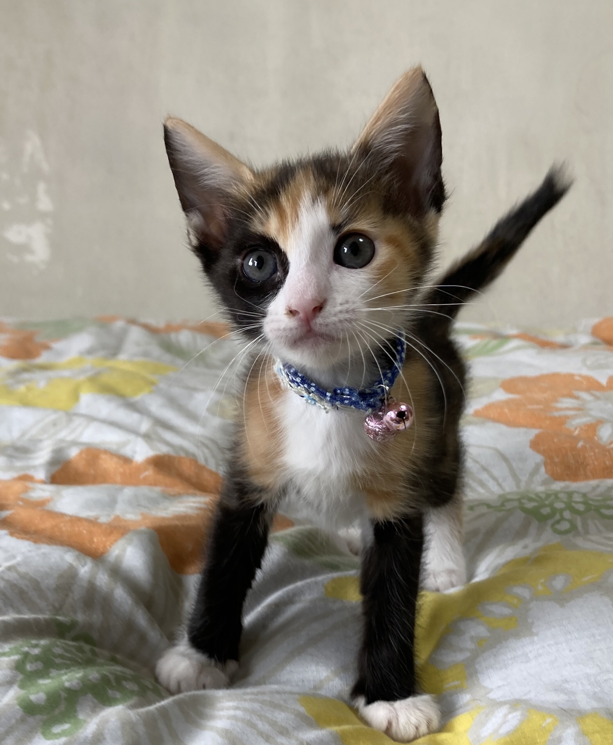 レッグウォーマー模様がチャームポイント♪４兄妹モネちゃん