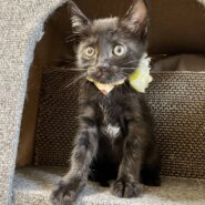 チビくろ仲良し3兄妹女の子　フーちゃん