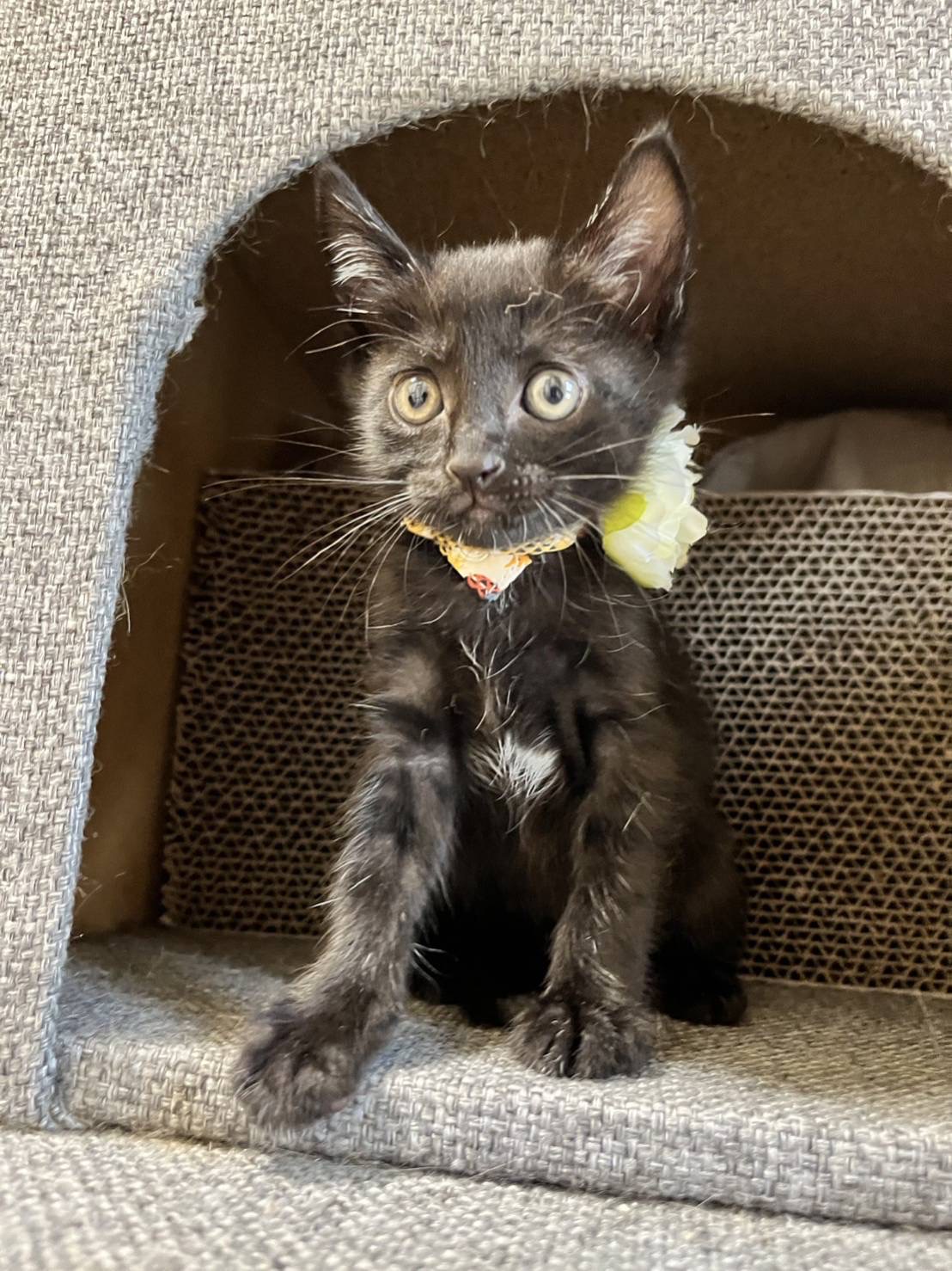 チビくろ仲良し3兄妹女の子　フーちゃん