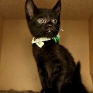 チビくろ仲良し3兄妹　ボーくん