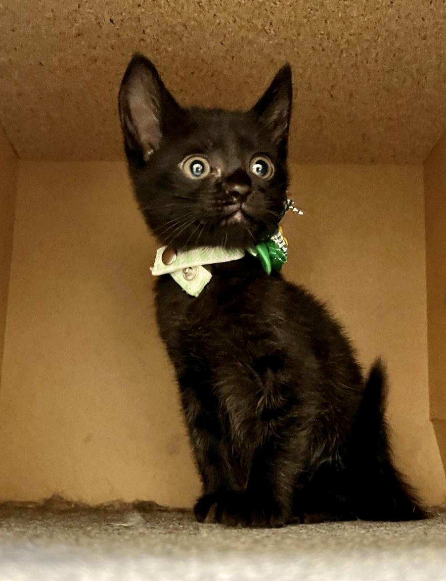 チビくろ仲良し3兄妹　ボーくん