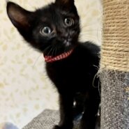 チビくろ仲良し３兄妹女の子　ウーちゃん