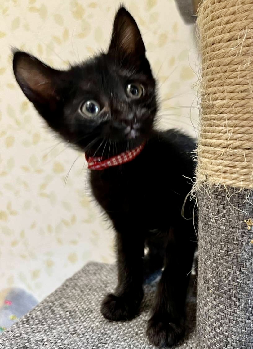 チビくろ仲良し３兄妹女の子　ウーちゃん