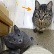 思い切り甘えたい1歳☆ナッツちゃん