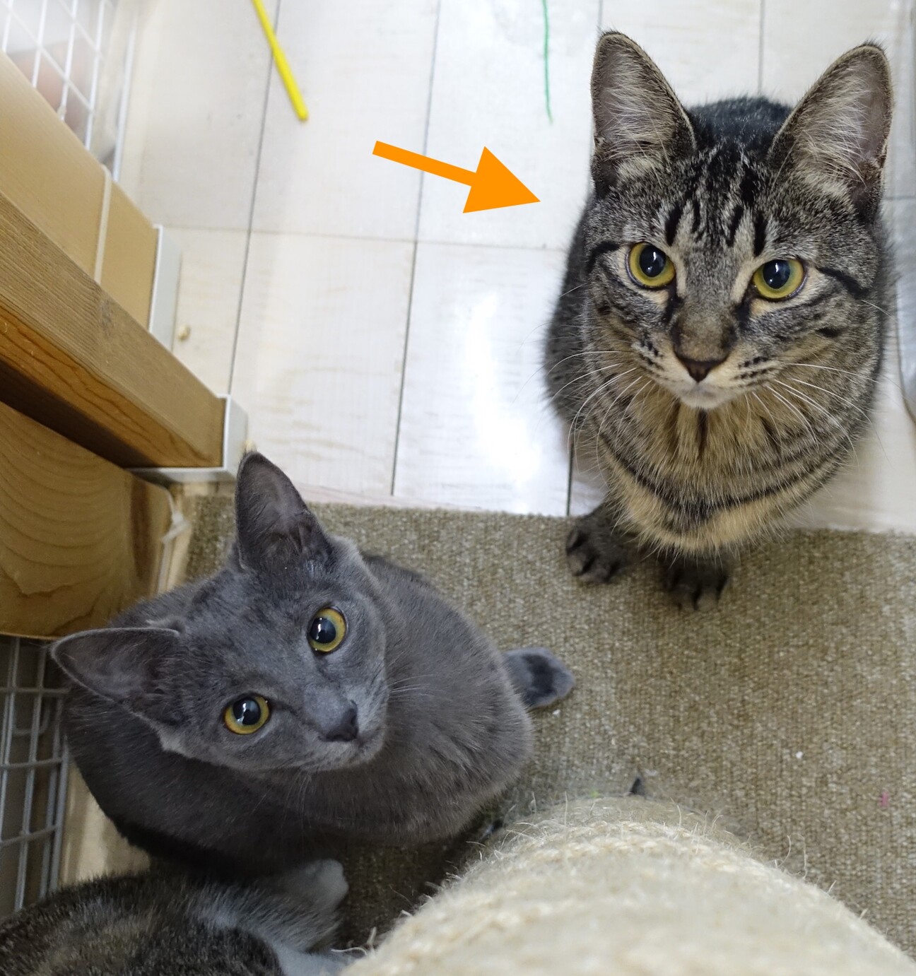 思い切り甘えたい1歳☆ナッツちゃん