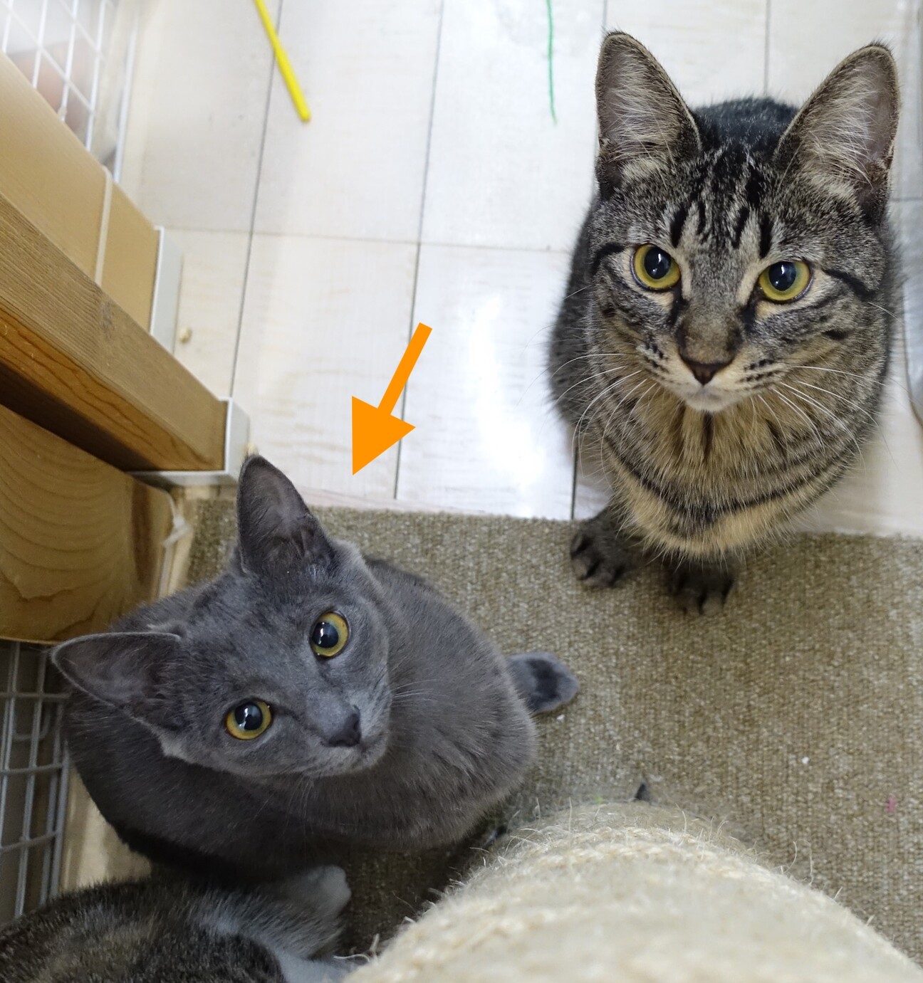 2匹で。臆病だけど甘えたい☆GUなっつくん