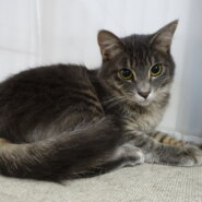 美形！ふわふわ兄弟☆ラテくん 1歳