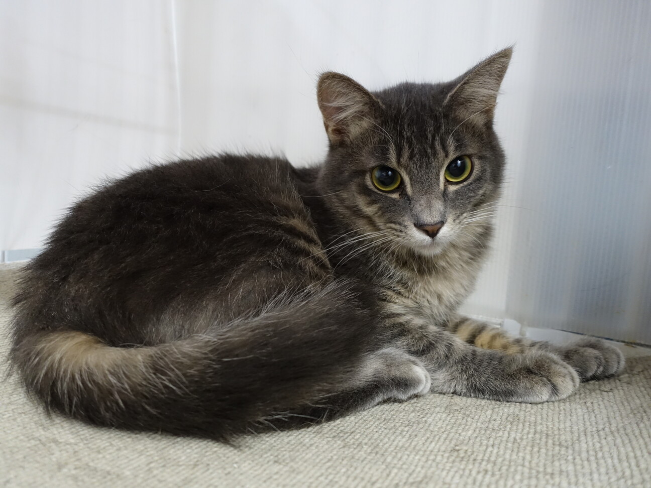 美形！ふわふわ兄弟☆ラテくん 1歳