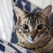 美形！ふわふわ兄弟☆モカくん 1歳