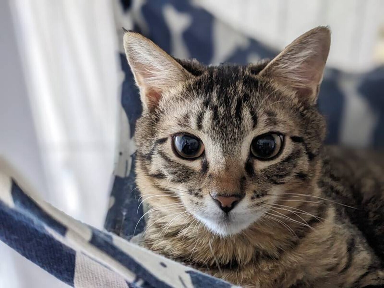 美形！ふわふわ兄弟☆モカくん 1歳