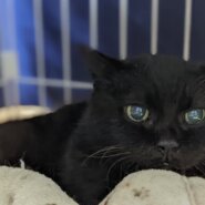 茶色が少し混ざっている黒猫☆ママちゃん☆高齢者◎