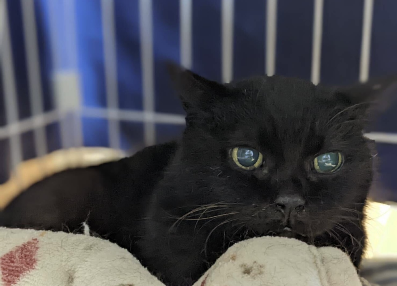 茶色が少し混ざっている黒猫☆ママちゃん☆高齢者◎