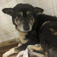 恐怖で固まってます。この子を家族に迎えて下さい