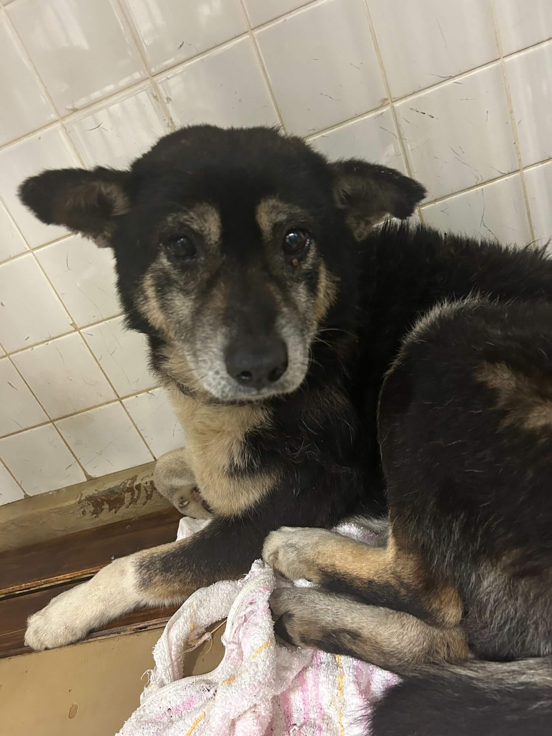 恐怖で固まってます。この子を家族に迎えて下さい